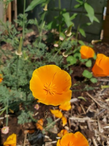 1038798741946185619244789210126685227630024n