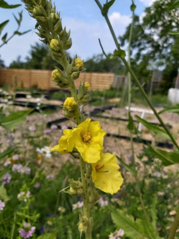 1047061032731891737602477153453704383574755n