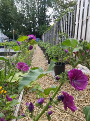 1163444393064660340424898878964404961316969n