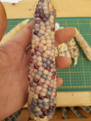 11960917312428498260775543871202931461774672n