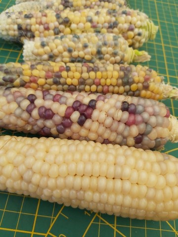 1196431383207740856573051804799396916843023n