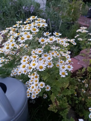 1224284003826545028758421249330277848476711n