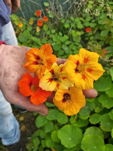 1225945294404537269220308653696534702550259n